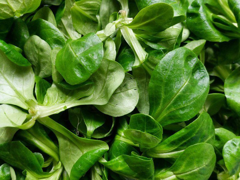Harvest practices for lettuce